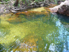 swimming at Buley Rockhole in Litchfield National Park.